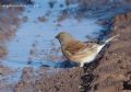 Carduelis cannabina